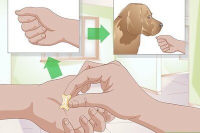 How to Teach a Dog to High Five