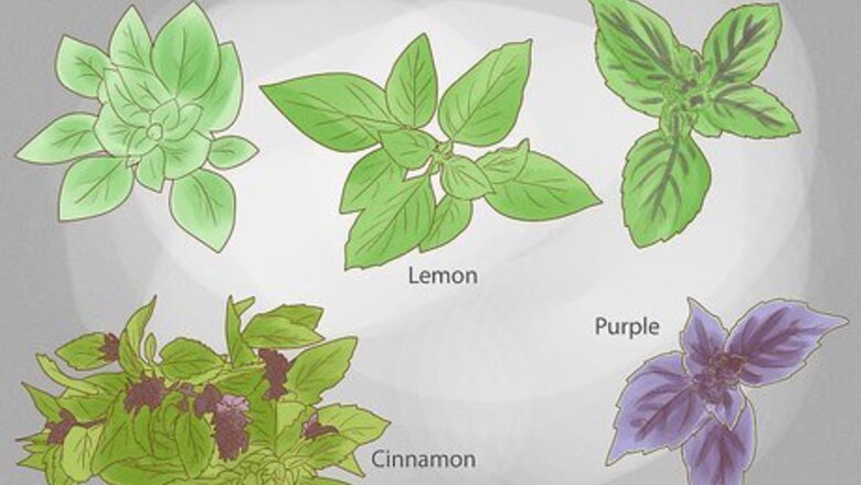 How to Grow Basil