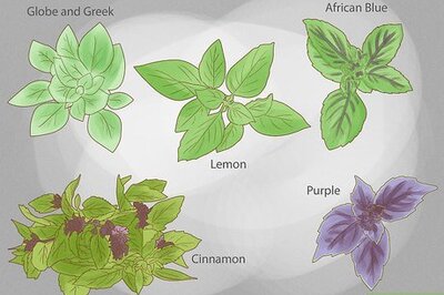 How to Grow Basil