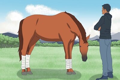 How to Train a Horse to Respect You