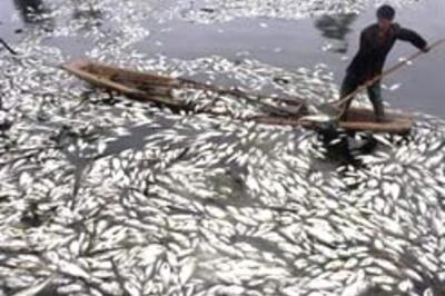 Seafood population may collapse by 2048