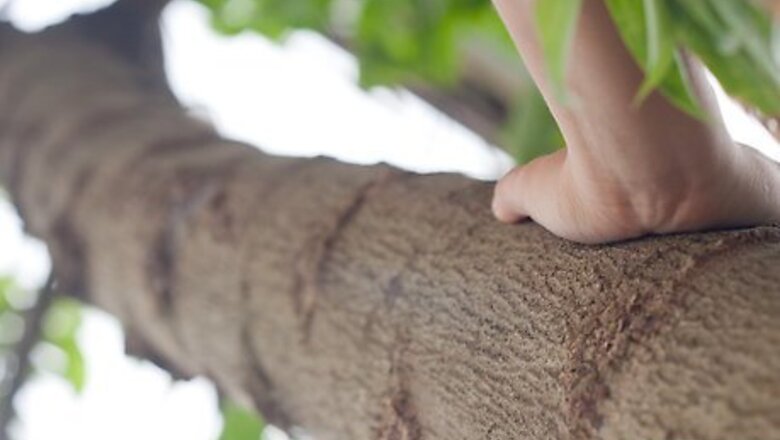 How to Make a Bark Rubbing