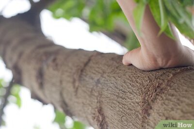 How to Make a Bark Rubbing