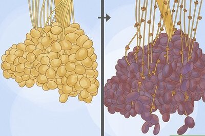 How to Harvest Dates