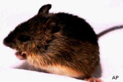 Hungary's first cloned mouse born