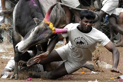 Is Fighting a Hapless Bull The Sign of Heroism That Jallikattu Wants Us To Believe?