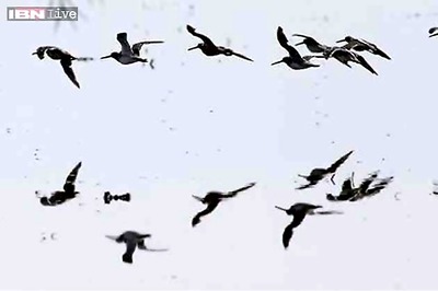 Over 10,000 migratory birds arrive in Odisha