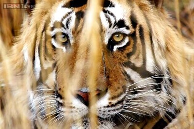 Man-eater tiger caught, villagers near Bandipura national park relieved