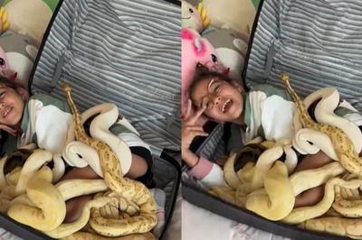 It's Not Every Day You Get To See Little Girl Inside A Suitcase With 10 Pythons