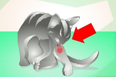 How to Treat an Abscess on a Cat