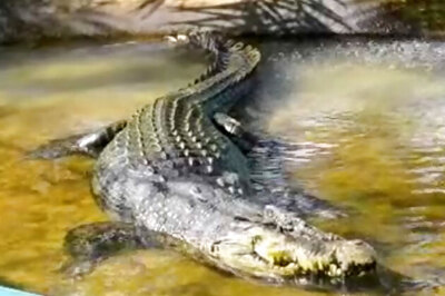 World's largest held crocodile dies in Philippines