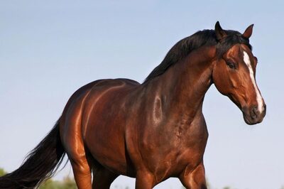 Kolkata Police Horse Dies Of Heart Attack Due To Fireworks After India-South Africa Match