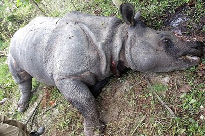 Poachers Kill Rhino After it Strays From Kaziranga National Park, Escape With Horn
