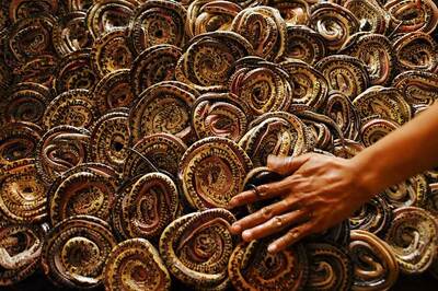 More Than 100 Baby Cobras Found in Labourer's House in Odisha, Used to Worship Them