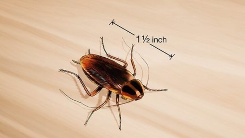 How to Identify a Cockroach