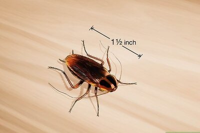 How to Identify a Cockroach