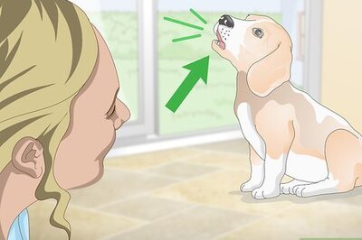 How to Teach Your Dog to Howl