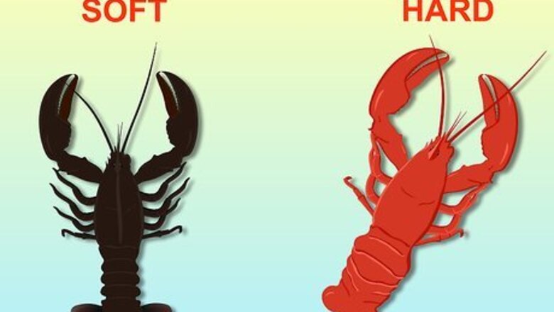 How to Eat Lobster