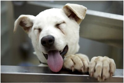 Pet Dog Lone Survivor as 3 of Family Jump Into River in Suicide Pact