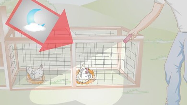 How to Protect Chicken Combs from Winter Cold
