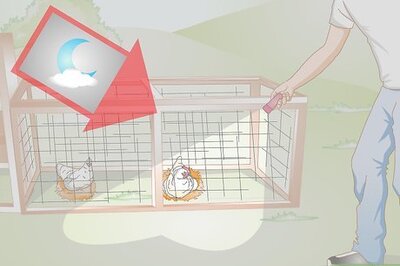 How to Protect Chicken Combs from Winter Cold