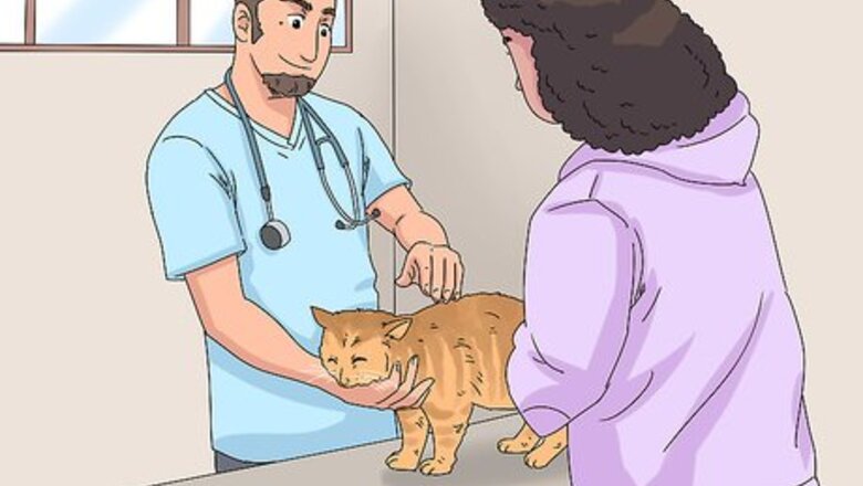 How to Treat a Cat with Bloody Diarrhea