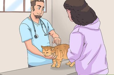 How to Treat a Cat with Bloody Diarrhea