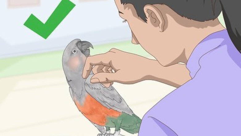 How to Know if a Red Bellied Parrot Is Right for You