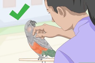 How to Know if a Red Bellied Parrot Is Right for You