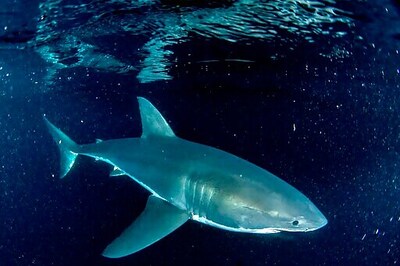 Virus-quieted oceans open window for Shark Week researchers