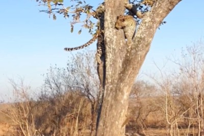 On Camera, Squirrel Takes On Leopard In Jaw-dropping Game Of Chase