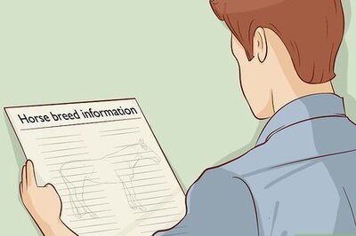 How to Tell the Age of a Horse