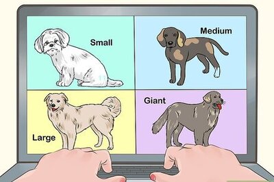 How to Fly with Pets