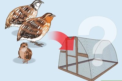 How to Build a Quail Habitat