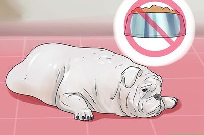 How to Treat Dog Diarrhea