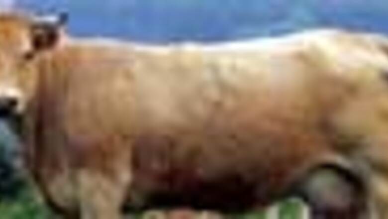 Cow brought to Goa court for identification parade