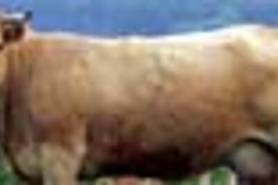 Cow brought to Goa court for identification parade