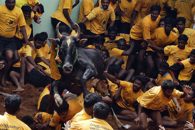 Animal Welfare Board, NGOs Challenge New Jallikattu Law in SC