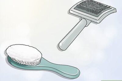 How to Groom a Silky Terrier