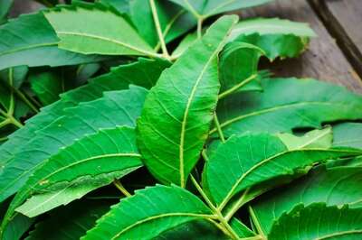 In Telangana's Algol, These Women Earn A Livelihood From Need Seeds