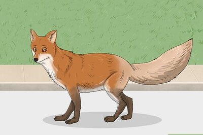 What Are the Spirit Animals for Virgo?