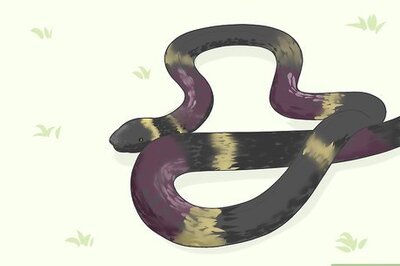 How to Identify Snakes