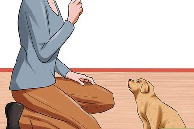 How to Train a 10-Week Old or Younger Puppy