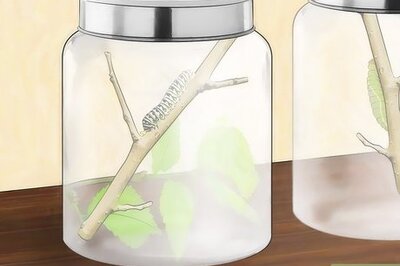 How to Take Care of Butterflies