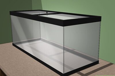 How to Care for Giant African Land Snails