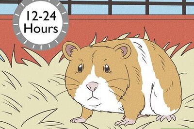 How to Hold a Hamster