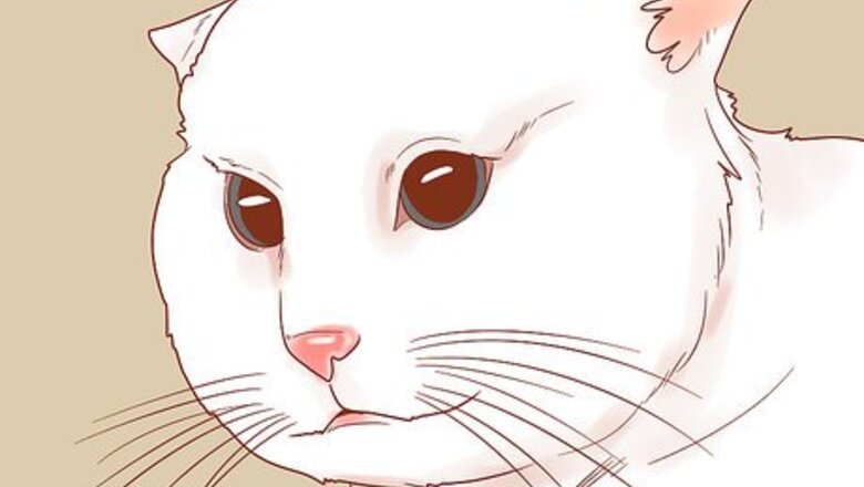 How to Know if Your Cat Is Afraid of Something