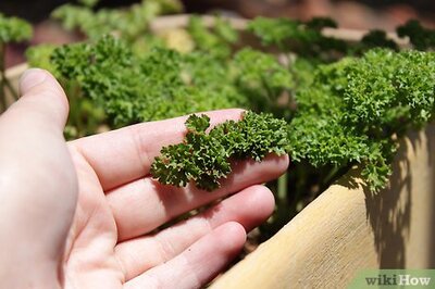 How to Air Dry Parsley