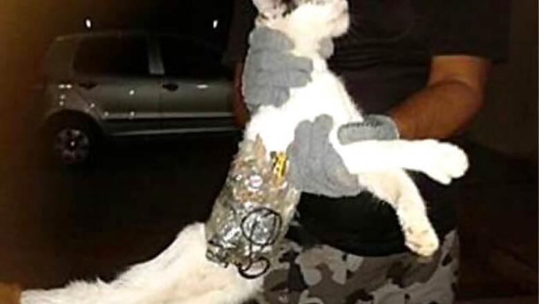 Cat caught sneaking saw, phone into Brazil prison