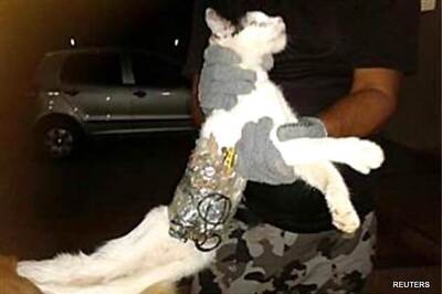 Cat caught sneaking saw, phone into Brazil prison